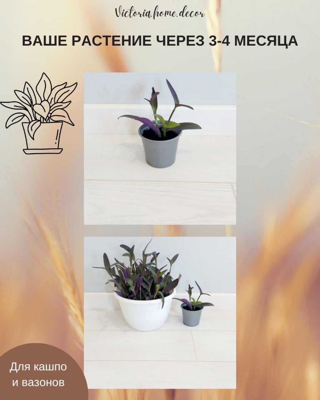 Традесканция Setcreasea-Pallida Purpurea / Сеткреазия-Паллида пурпурная — фото 5