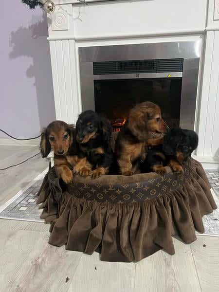 Щенки длинношерстной карликовой таксы — фото 4