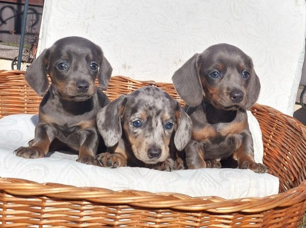 Длинношерстные и короткошерстные таксы — фото 4