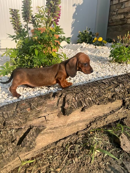 Щенки таксы короткошерстной высшего качества — фото 5