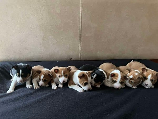 Щенки басенджи красно-белого и трехцветного окраса — фото 4