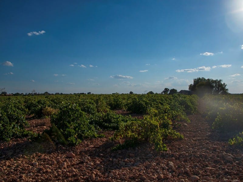 НЕБОЛЬШАЯ ВИНОДЕЛЬНЯ В ИСПАНИИ — фото 3
