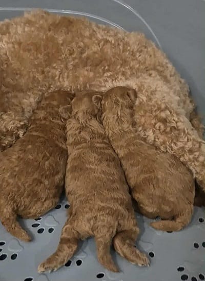 Щенки пуделя экстра-класса — фото 2