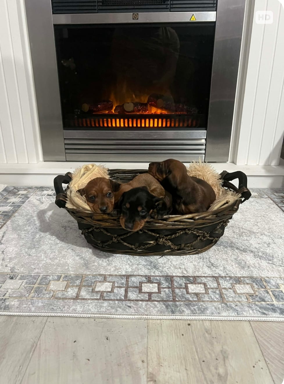 Короткошерстные таксы — фото 8