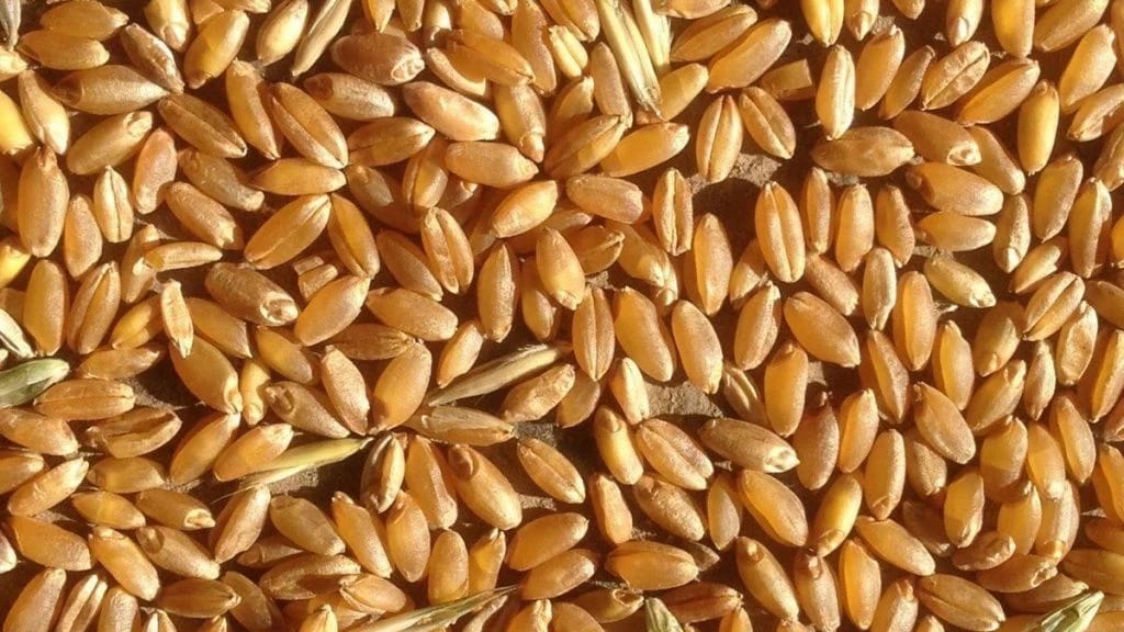 Продаю фуражную пшеницу