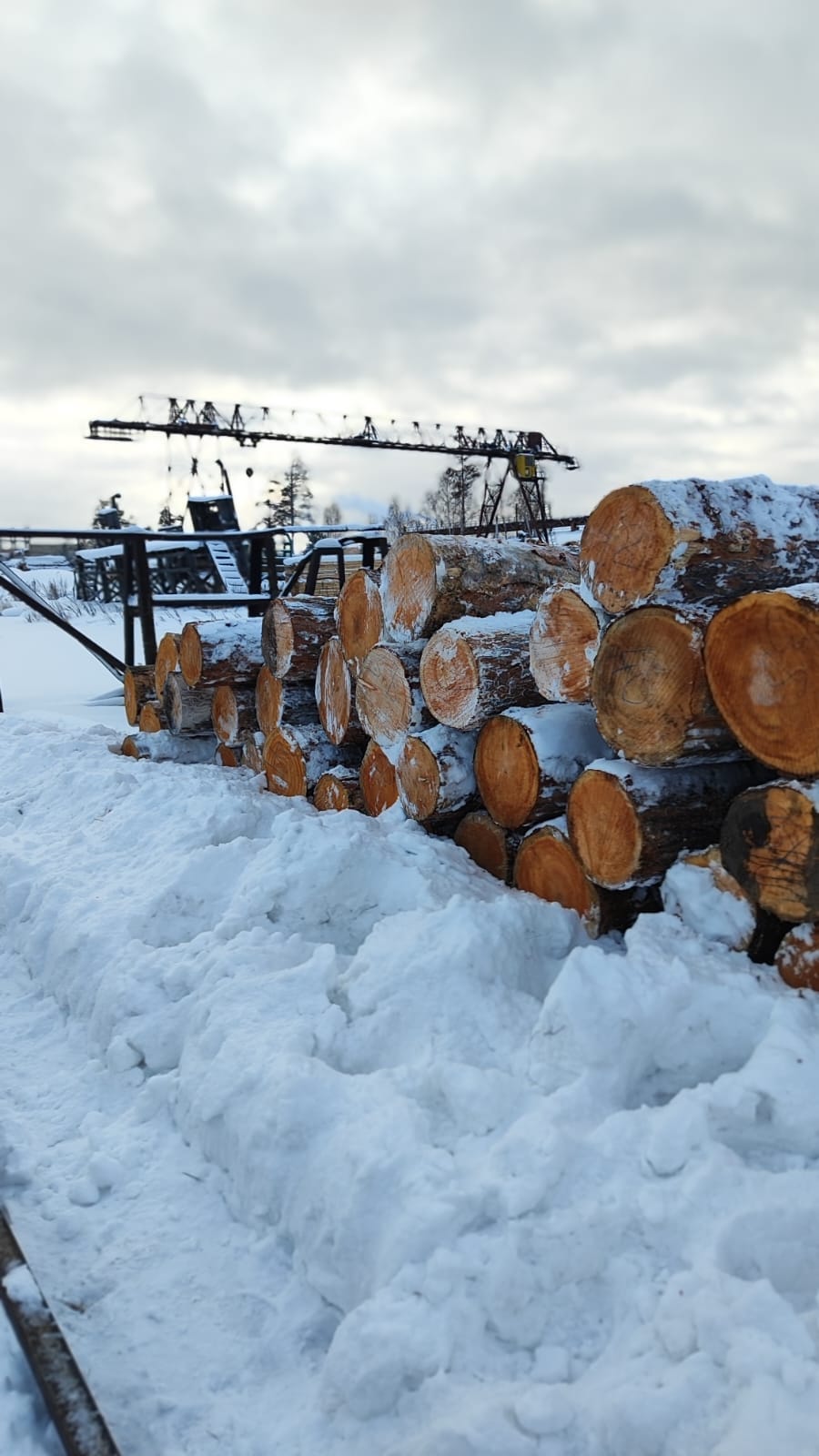 Кедр кругляк продажа оптом.