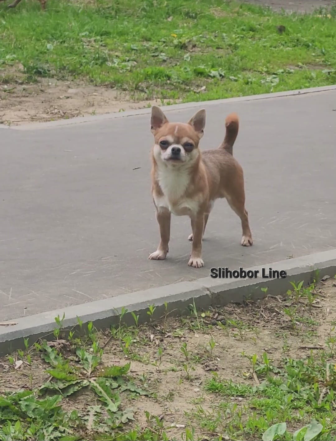Чихуахуа голубо-палевый мальчик