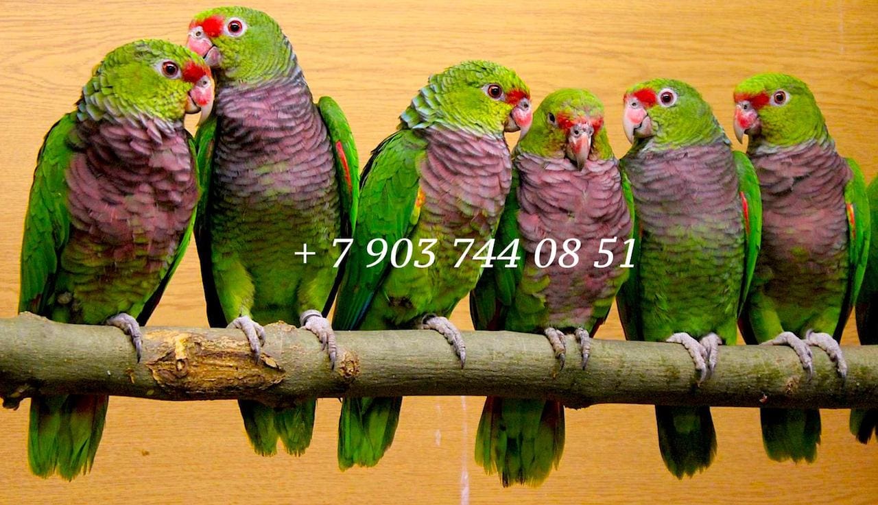 Винногрудый амазон (Amazona vinacea) - ручные птенцы из питомника