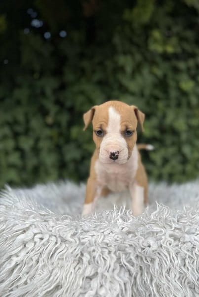 Щенки американского стаффордширского терьера превосходного происхождения — фото 5