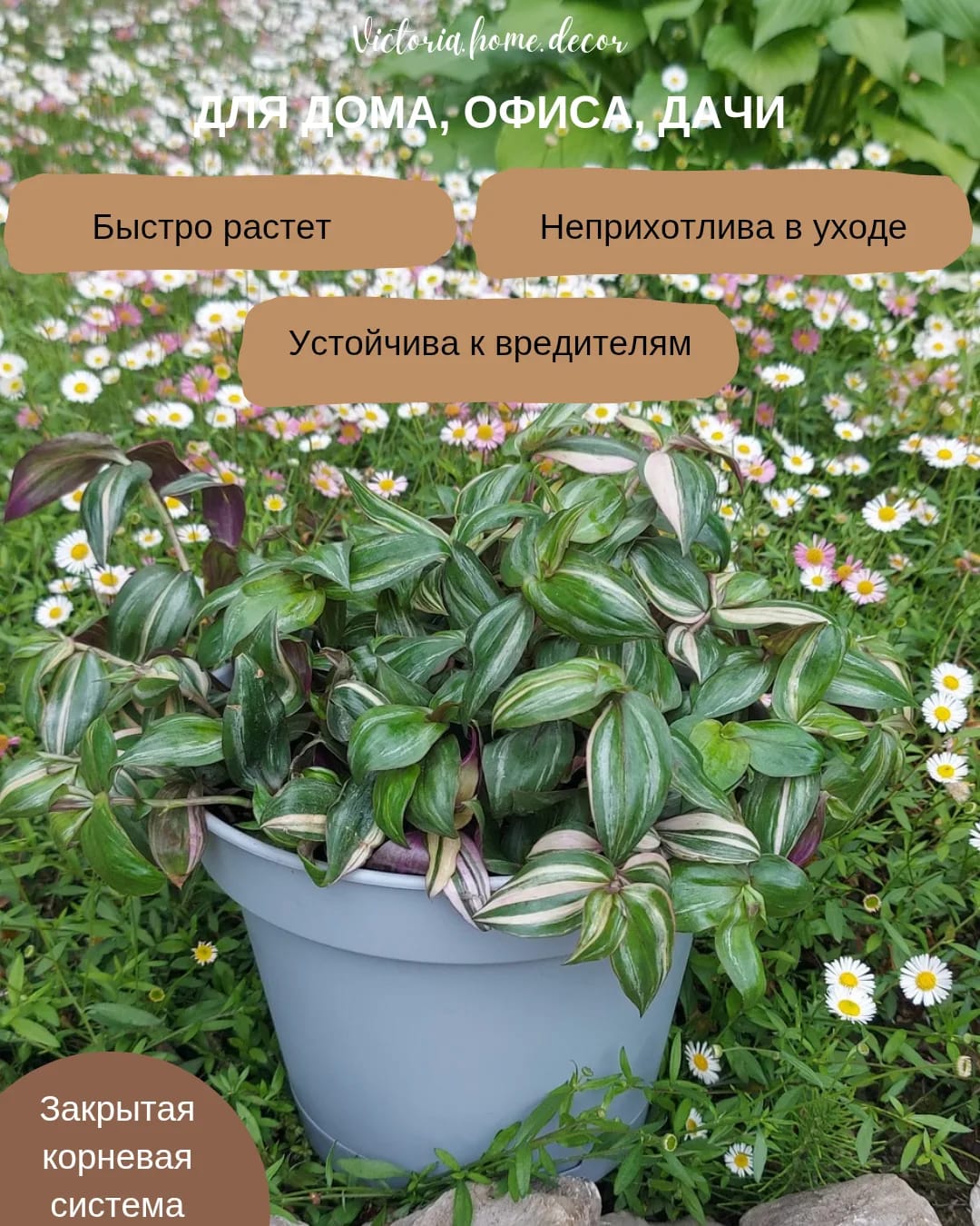 Традесканция Zebrina Discolor multicolor/ Зебрина Мультиколор тайская вариегатная — фото 3
