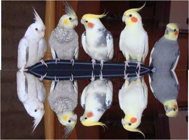 Попугаи корелла - птенцы выкормыши
