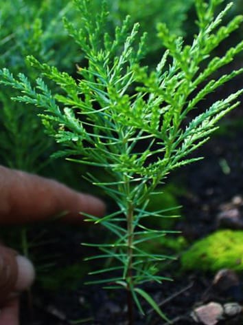 Сеянцы, саженцы хвойных растений из питомника — фото 2