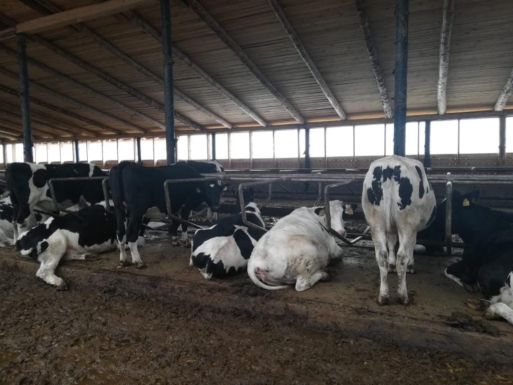 Нетели голштинской породы — фото 2