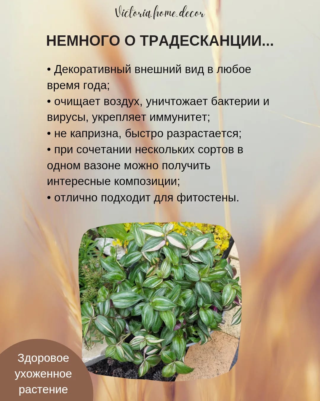 Традесканция Zebrina Discolor multicolor/ Зебрина Мультиколор тайская вариегатная — фото 4
