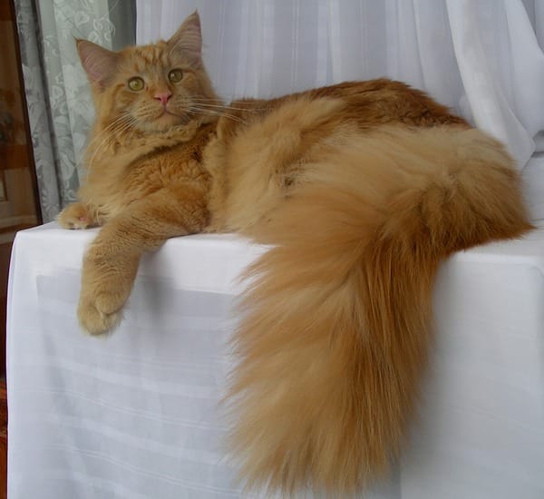 Стерилизация кошек — фото 2