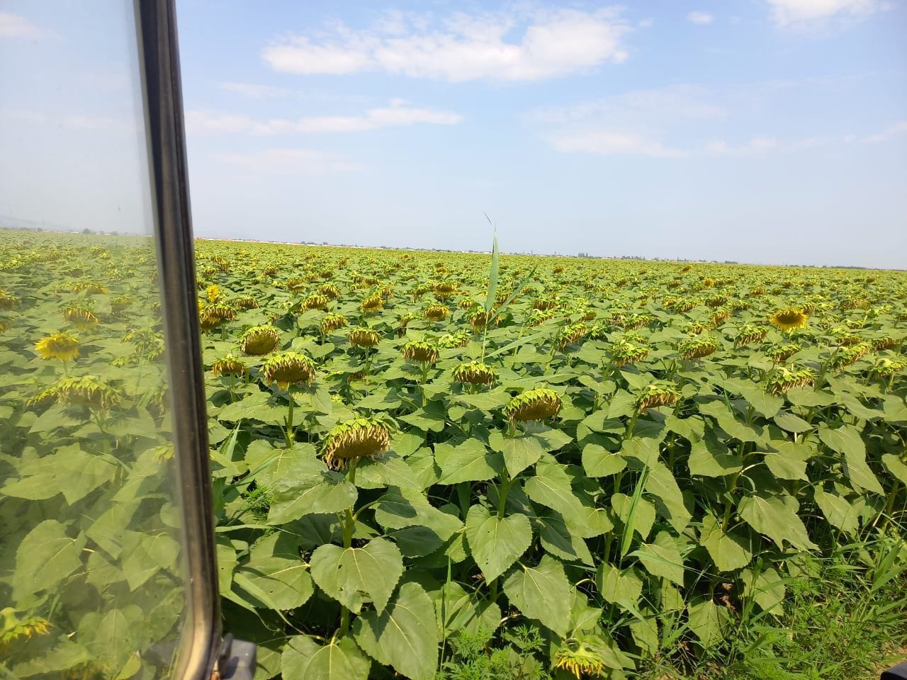 Спринт лот РАПИД (ПИОНЕР П64ЛЕ25) — фото 2