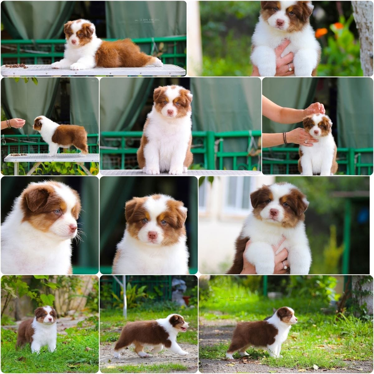 Щенки Австралийской овчарки/аусси от питомника ркф — фото 4