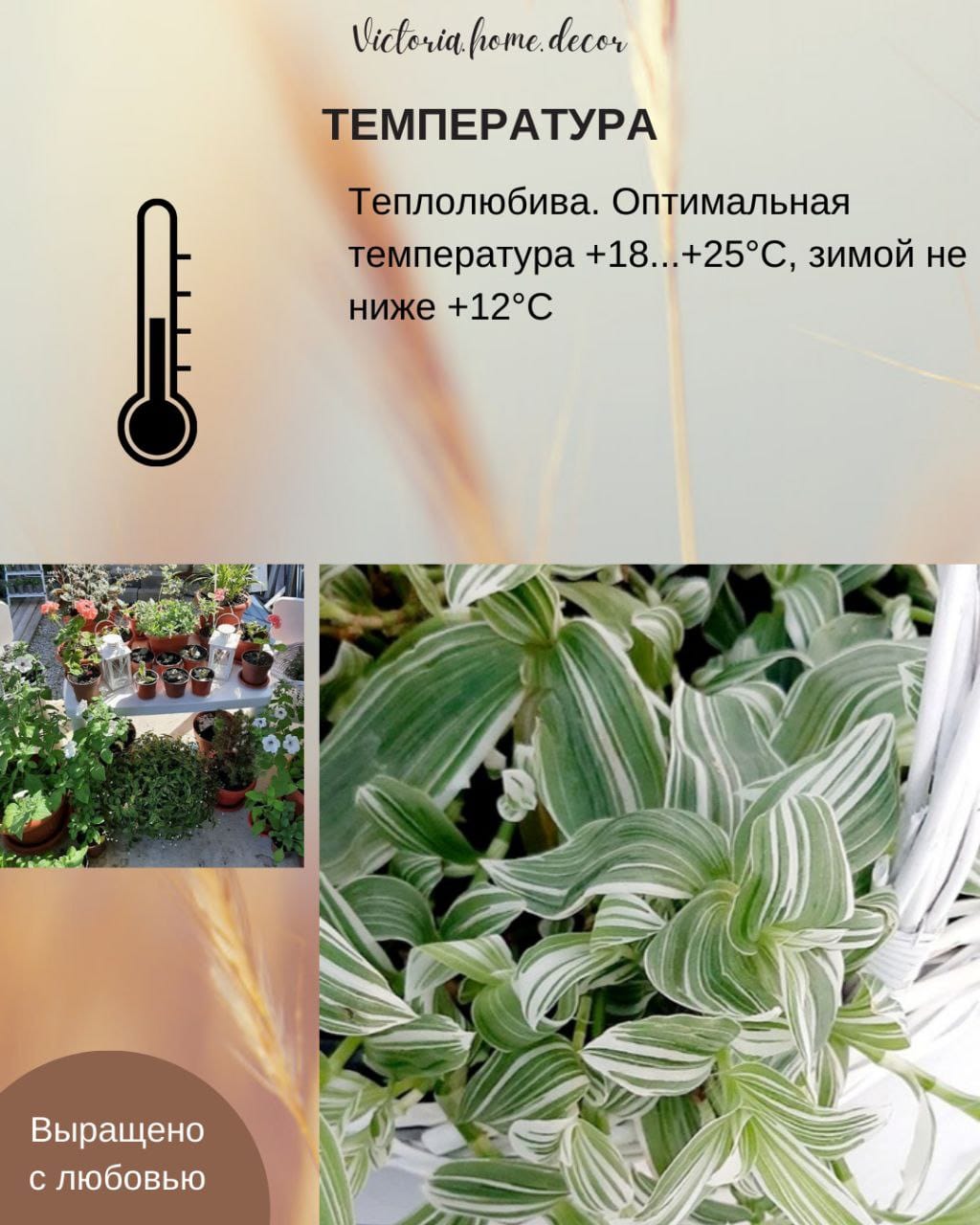 Традесканция Albiflora Albovittata /Альбифлора Альбовиттата — фото 10