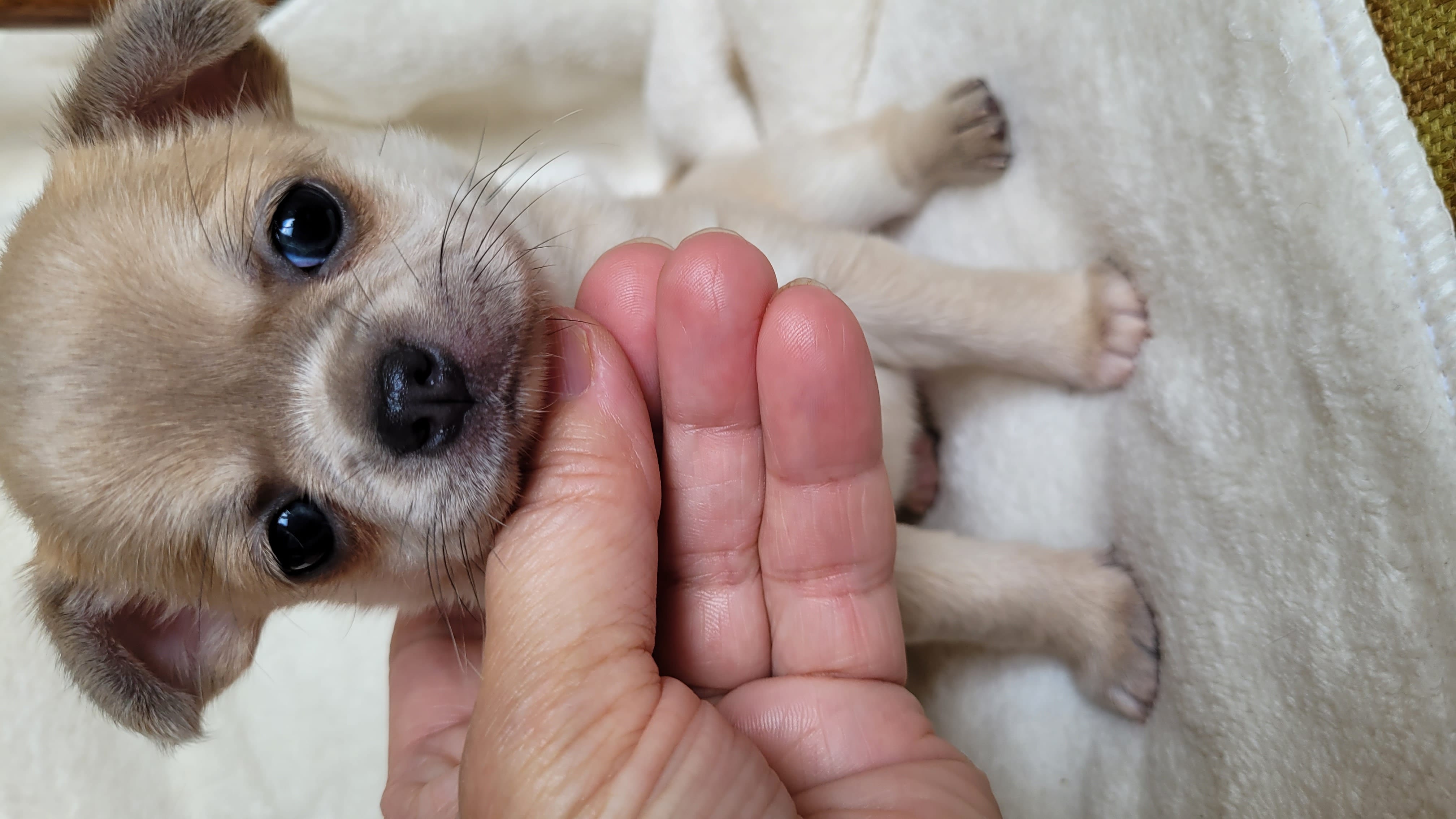 Чихуахуа щенки — фото 9