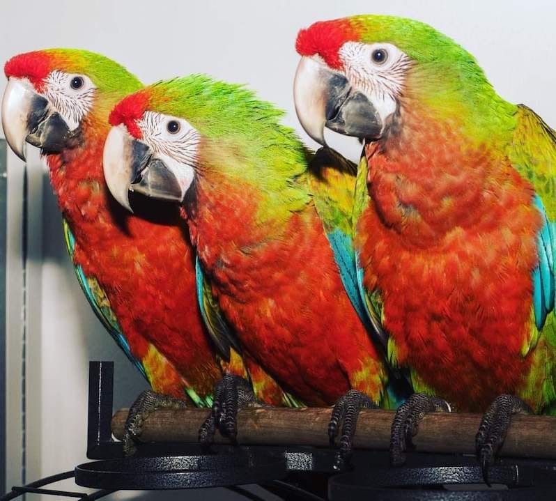 Гибрид ара Шэмрок - птенцы из питомника