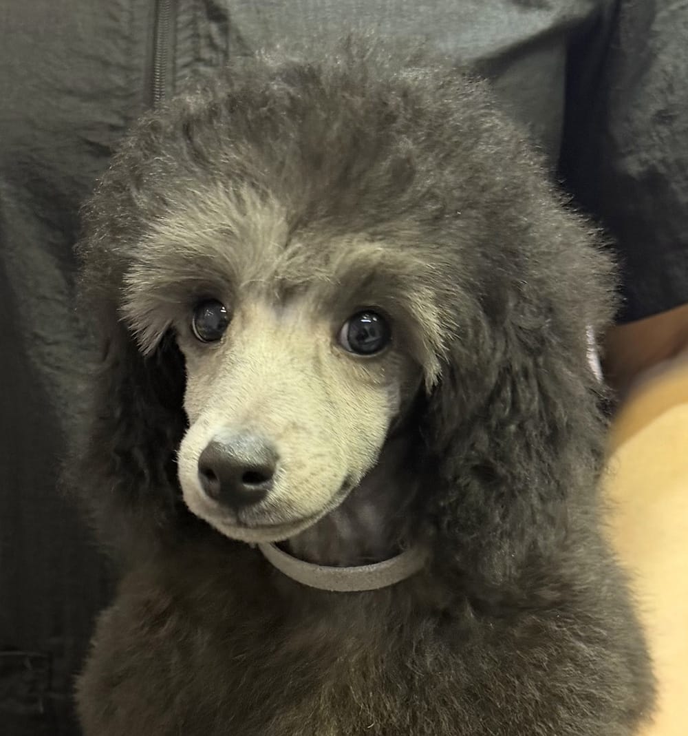 Щенок  пуделя миниатюрный мальчик серебристый Джентли Борн Рондо