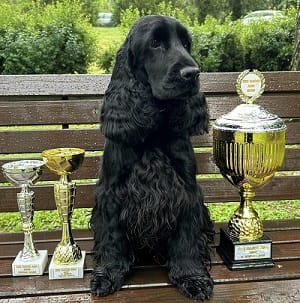 Английский кокер-спаниель, кобель — фото 5
