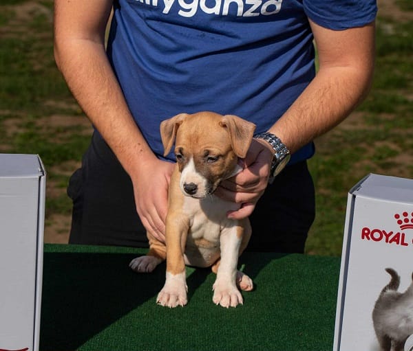 Американский стаффордширский терьер, щенки высшего качества — фото 5