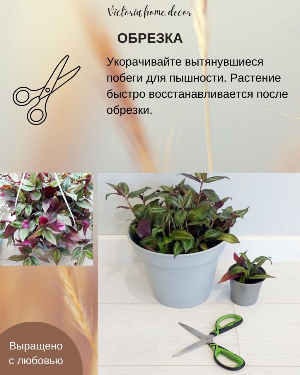 Традесканция Zebrina Disсоlоr Thailand/Зебрина Дисколор тайская — фото 12