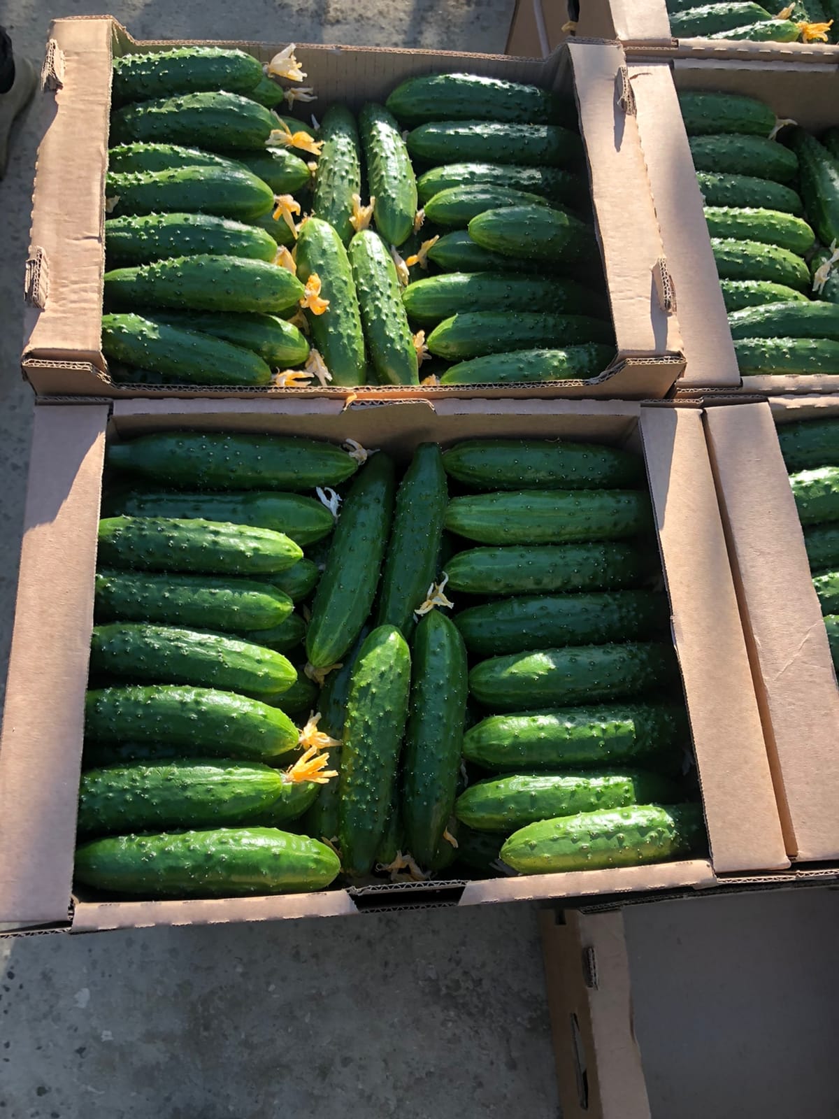 Тепличный Огурец ТСХ (Атлет, Эстафета, Пчелка) — фото 3