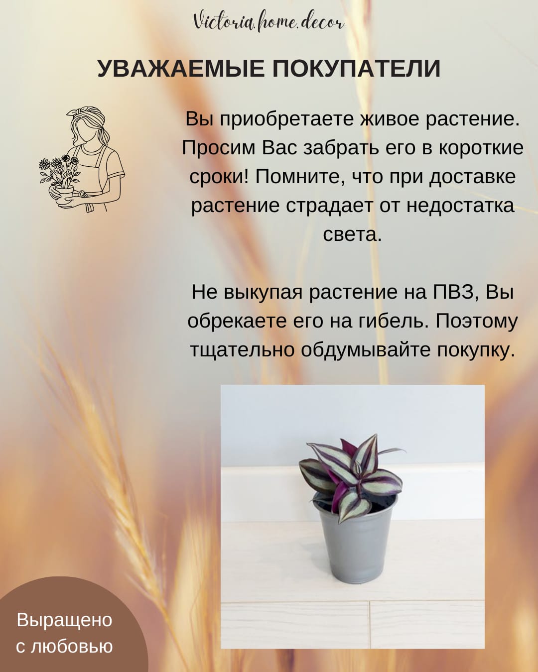 Традесканция Zebrina Viollet Hill/ Зебрина Фиолетовый холм — фото 13