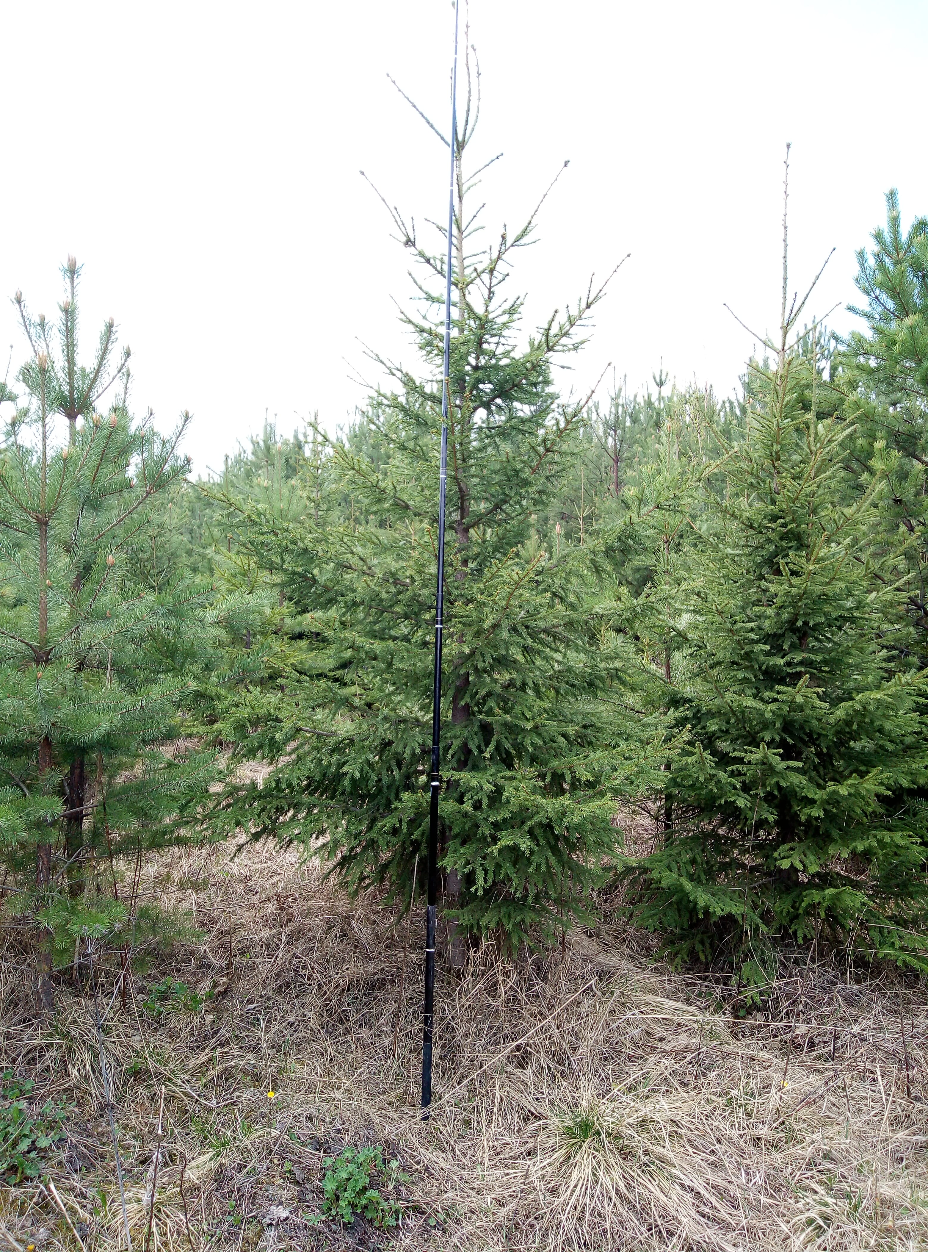 Саженцы ели — фото 2