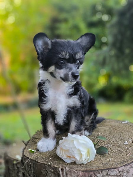 CHINESE CUTIES – щенки на продажу — фото 3