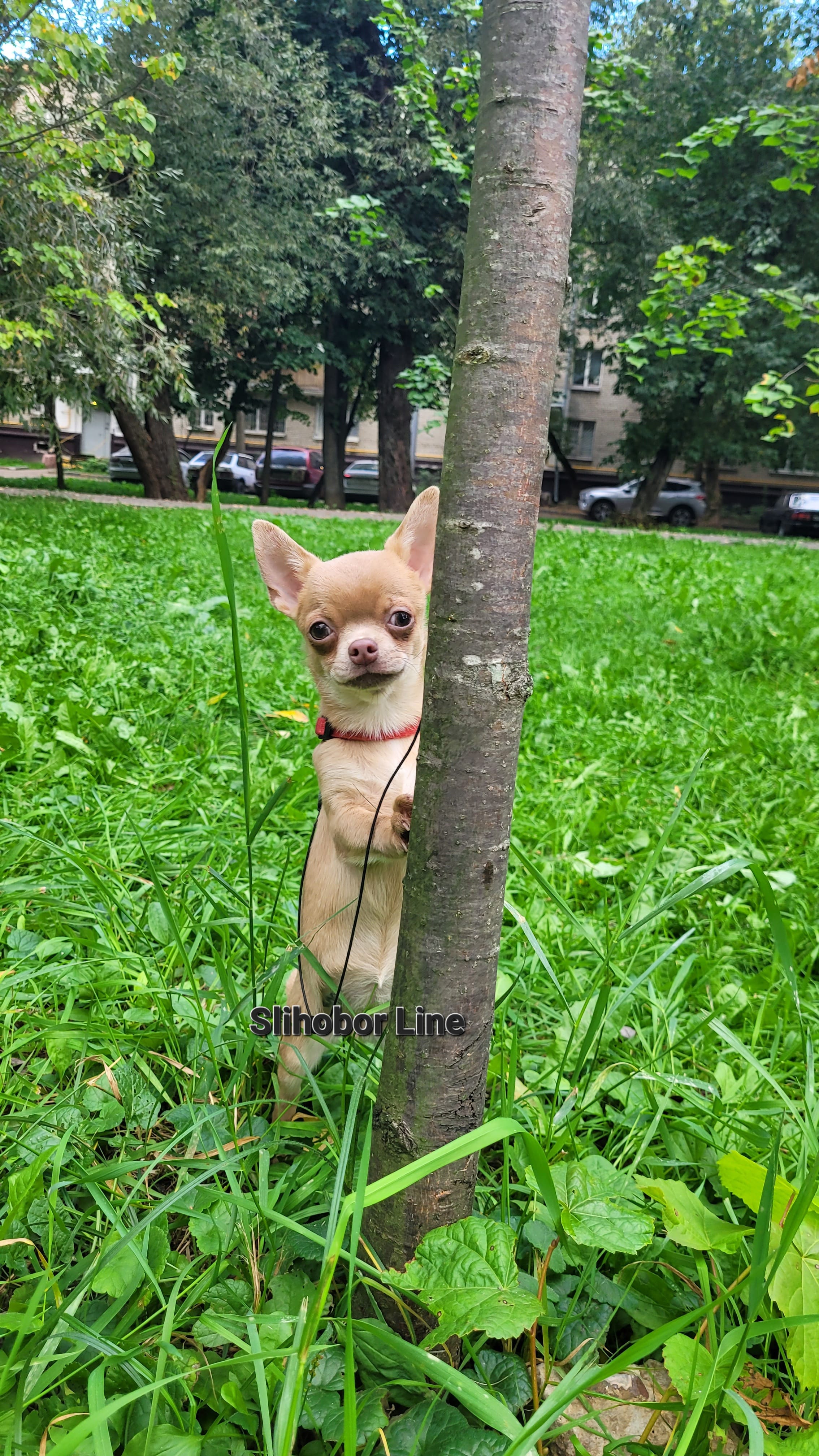 Чихуахуа лиловая девочка — фото 3