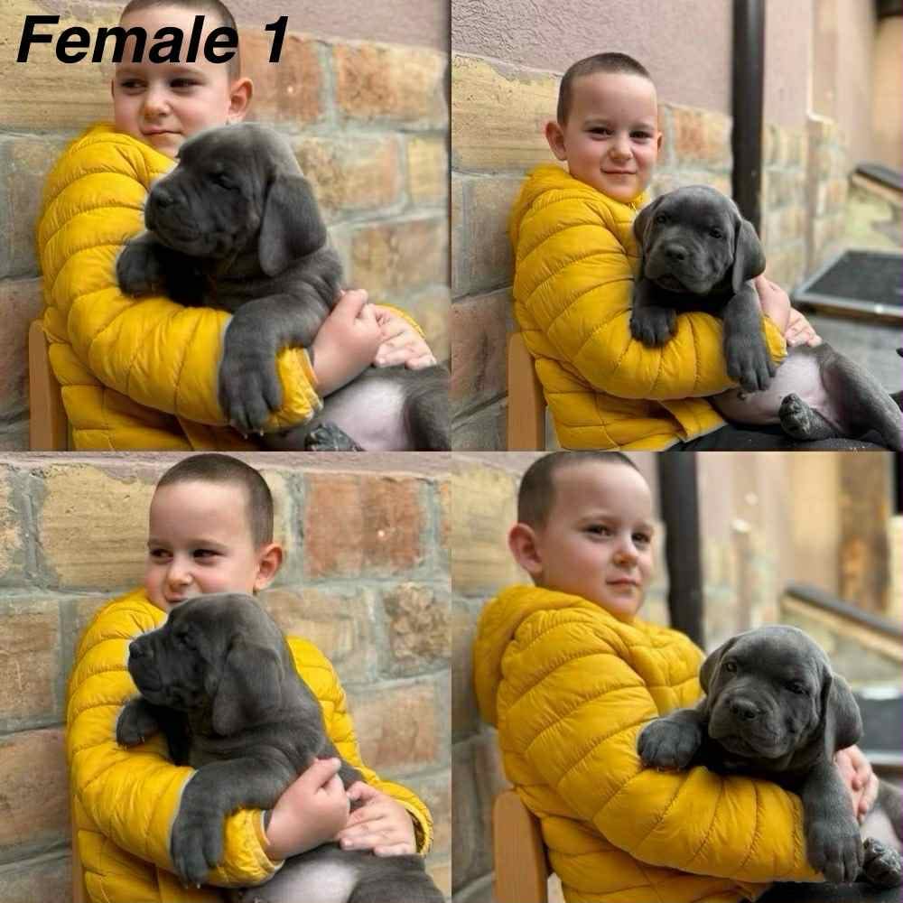 Щенки кане-корсо