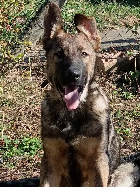 Кученца от немска овчарка — фото 2