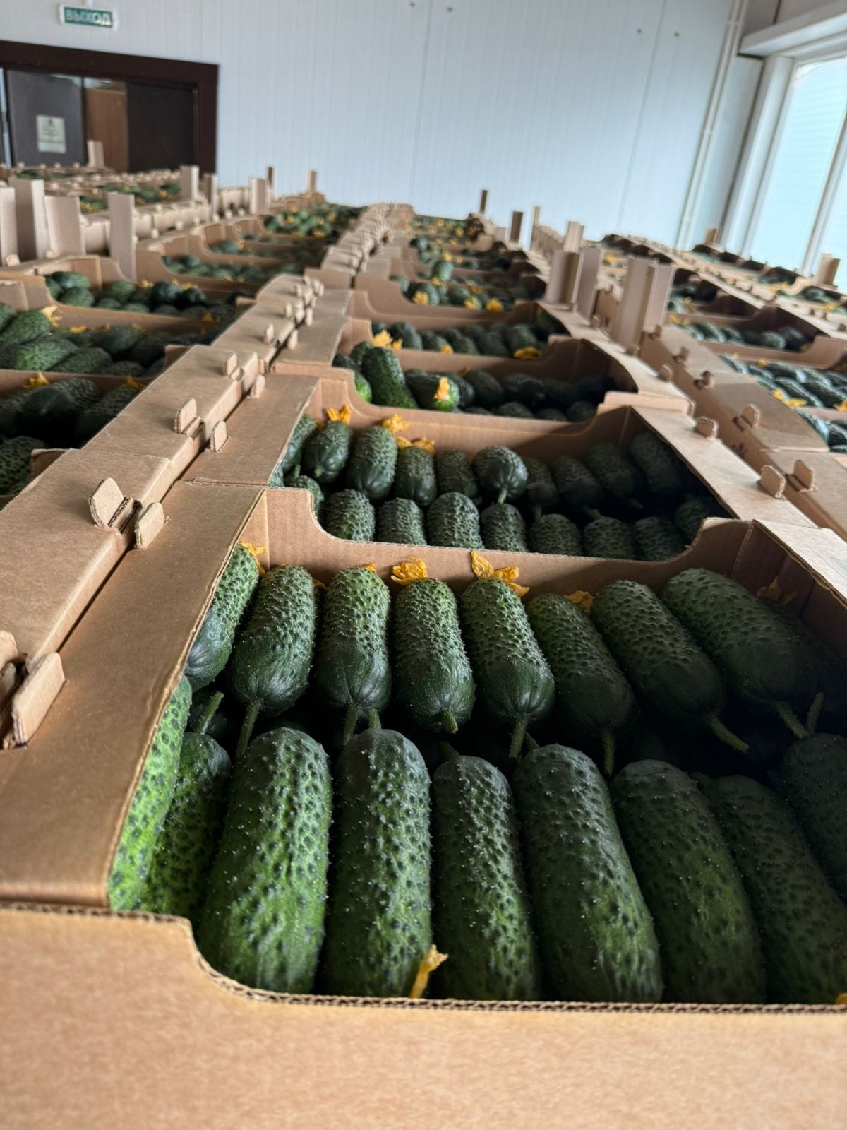 Огурец тепличный колючий короткоплодный Бъёрн — фото 5