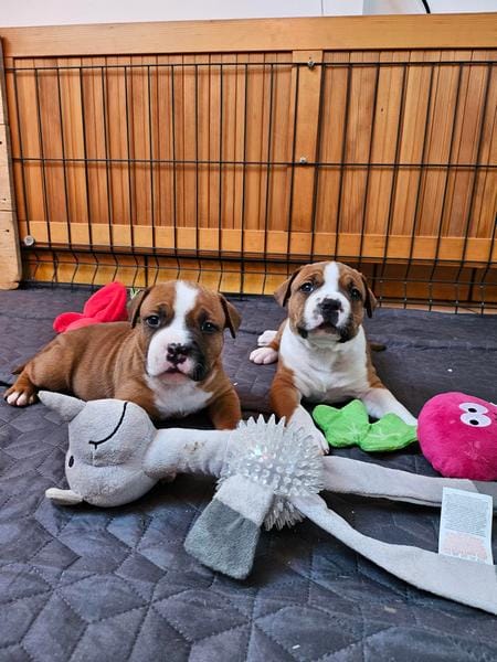 Американский стаффордширский терьер — фото 2