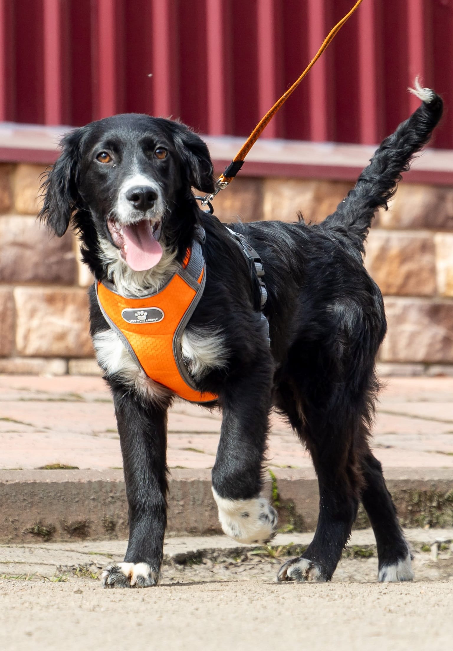 Метис спаниеля в добрые руки