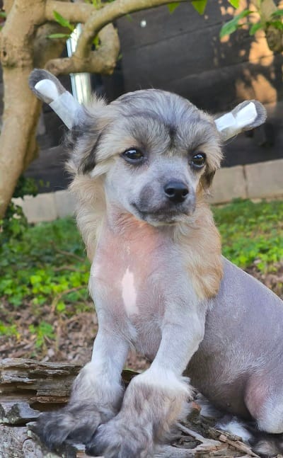 CHINESE CUTIES – щенки на продажу — фото 8