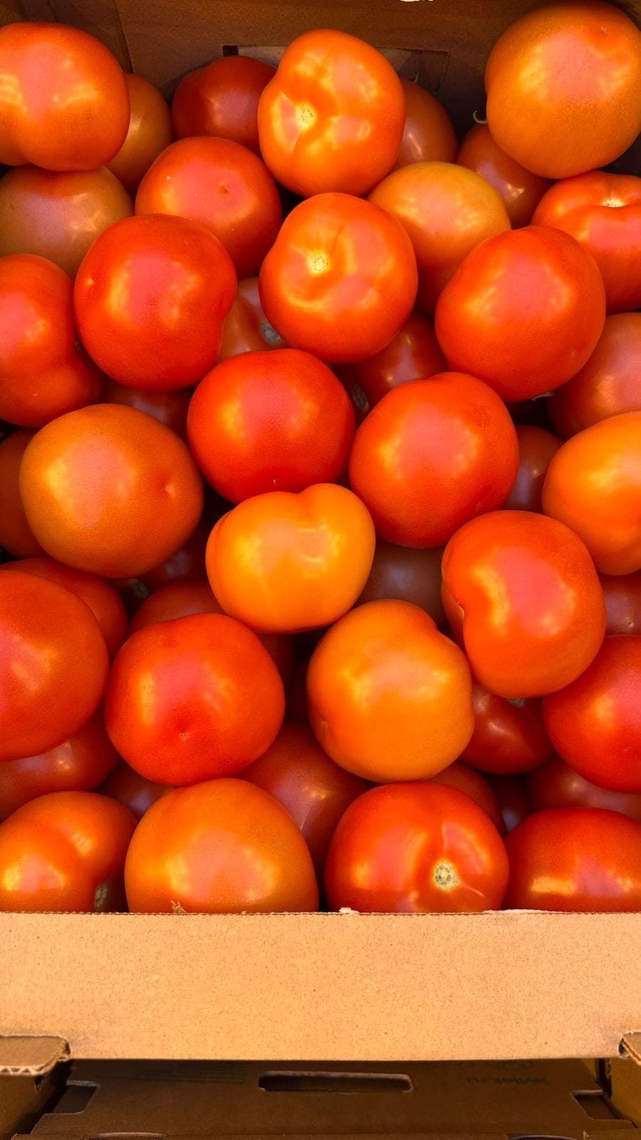 Томат среднеплодный круглый красный — фото 3