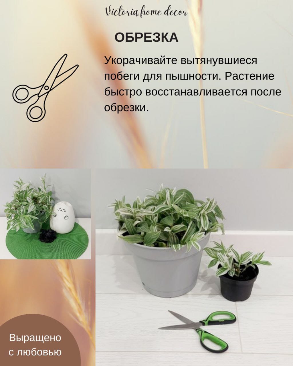 Традесканция Albiflora Albovittata /Альбифлора Альбовиттата — фото 12