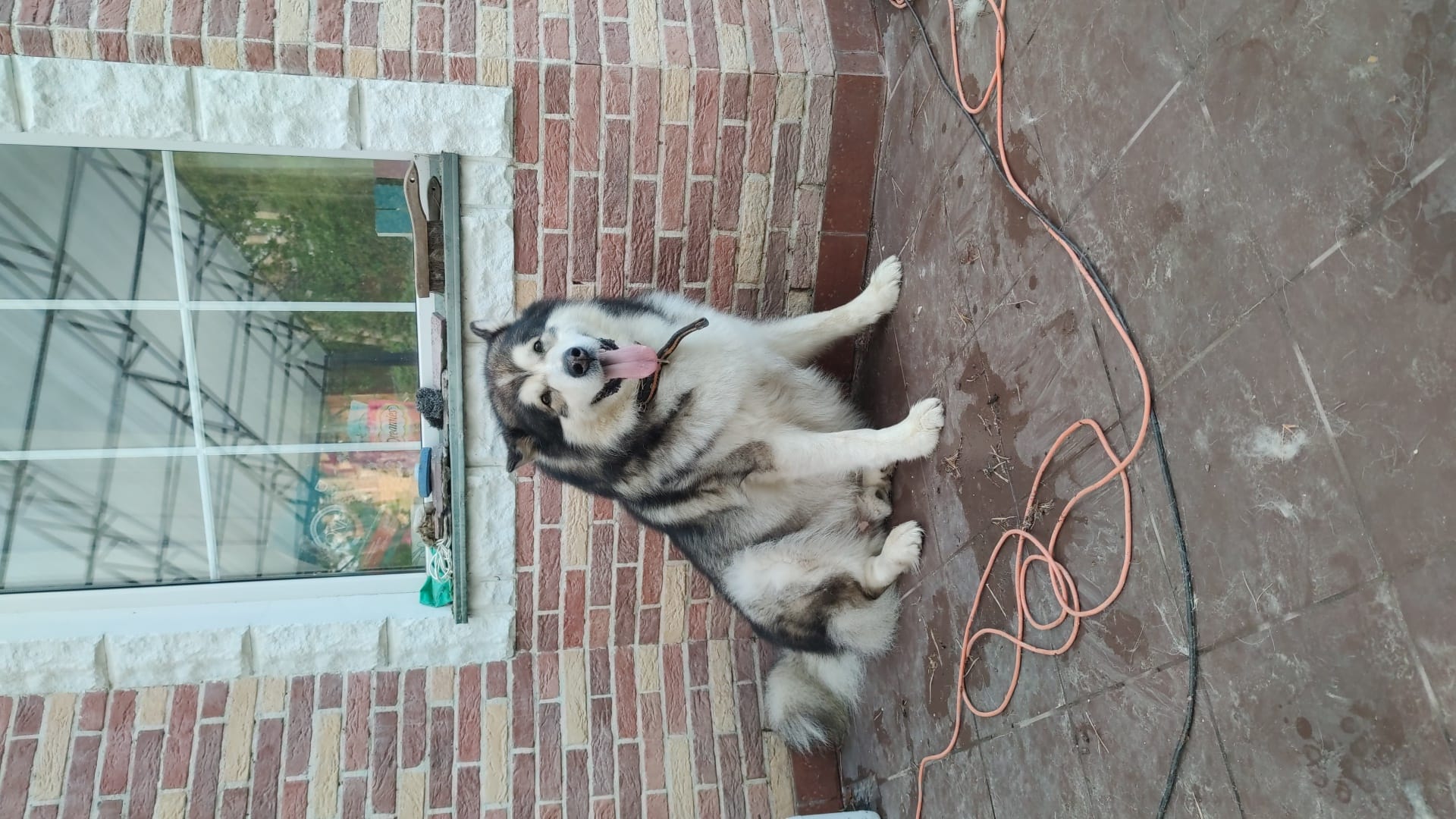 Стрижка собак и кошек — фото 5