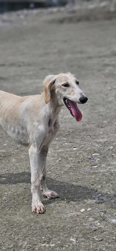 Щенки персидской борзой салюки — фото 5