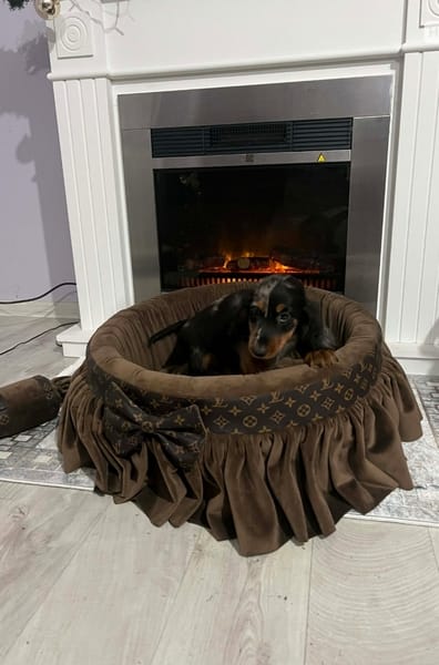 Карликовая длинношерстная такса, мерле, самка — фото 5