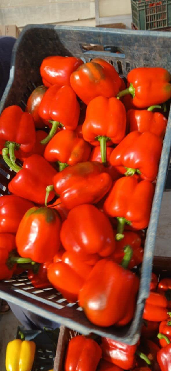 Перец светафор — фото 2