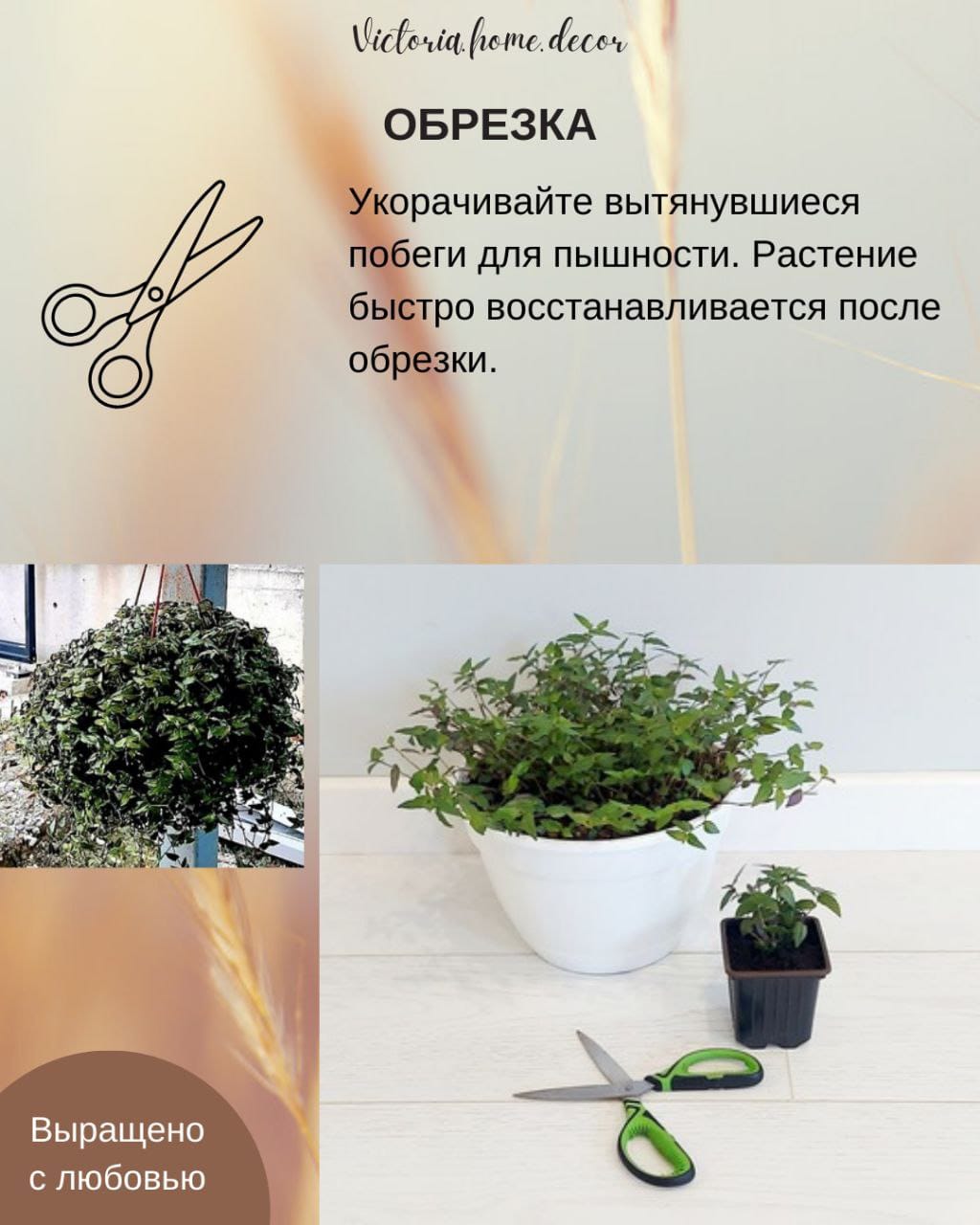 Традесканция Gibasis Bridal vail / Гибазис Фата невесты — фото 12