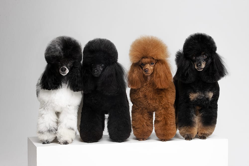 Питомник той и миниатюрных пуделей Джентли Борн