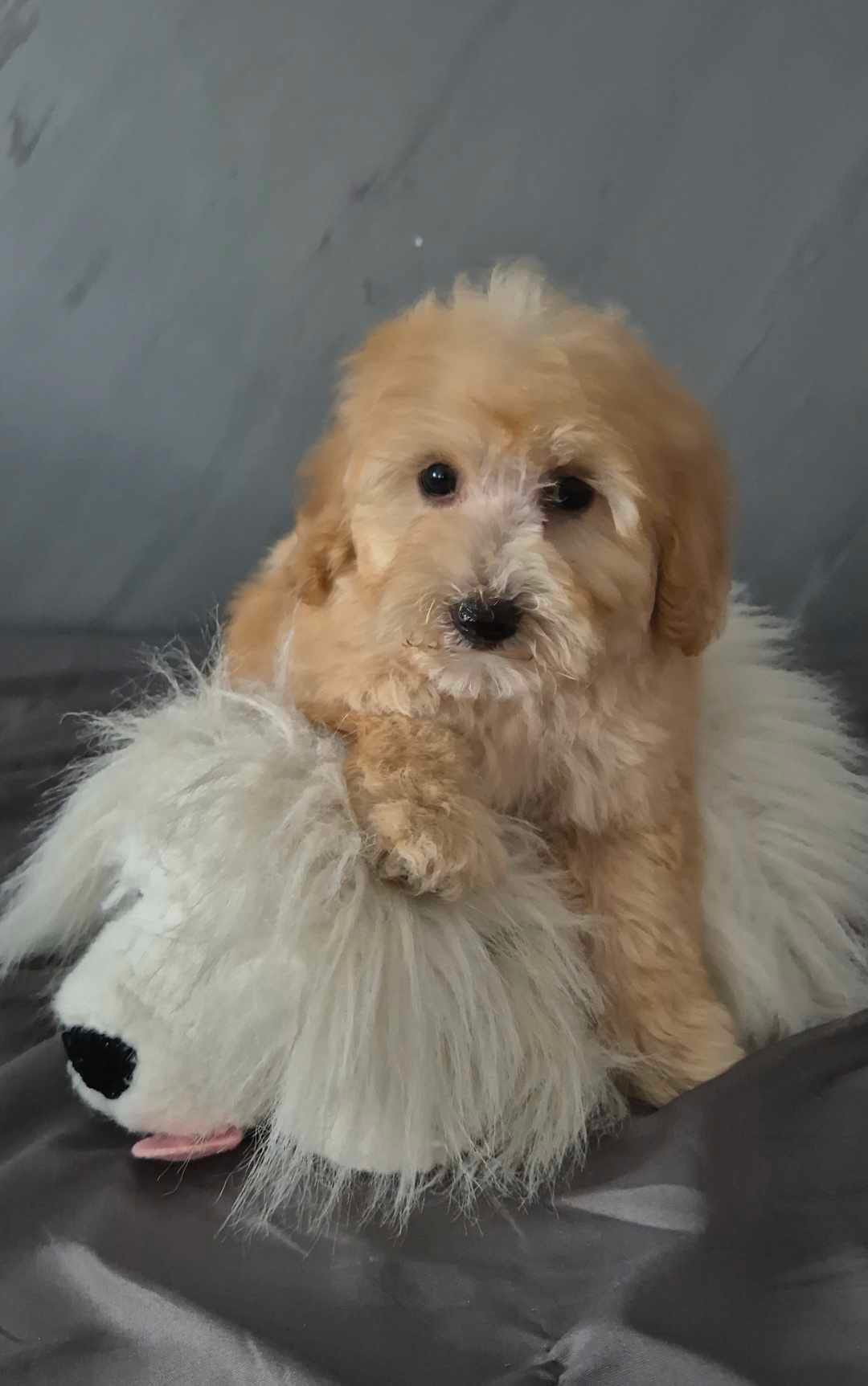 Щенки пуделя и мальтипу — фото 6