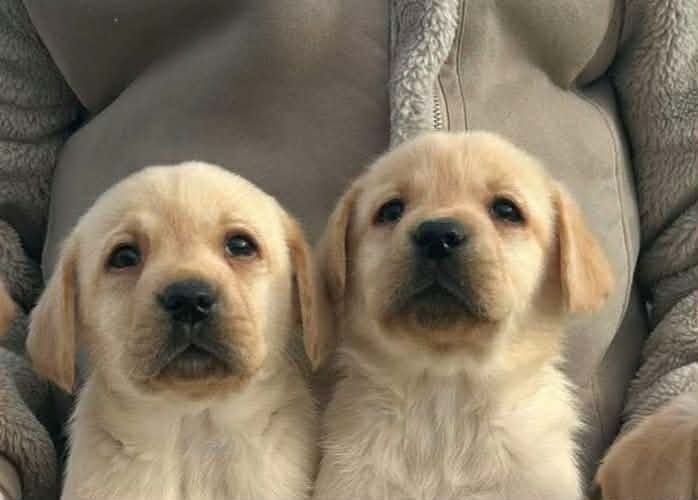 Лабрадор ретривер — фото 2