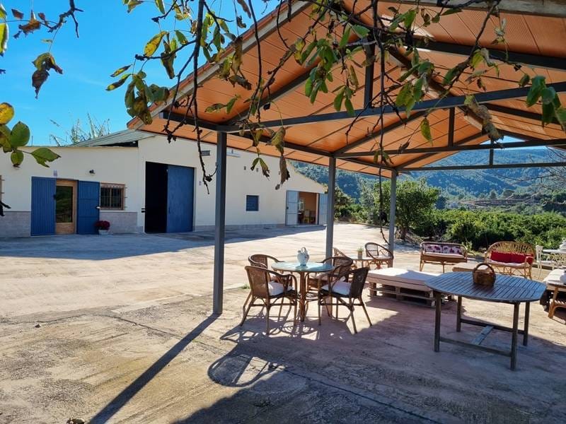 ПЛАНТАЦИЯ МАНДАРИНОВ В ИСПАНИИ — фото 24